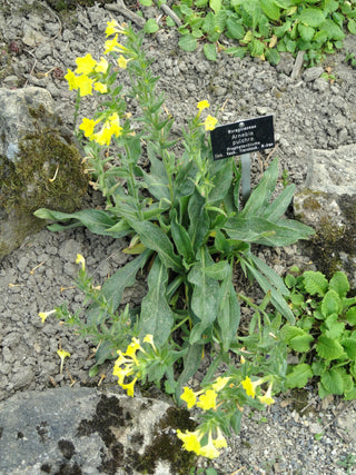 Arnebia pulchra <br>PROPHET FLOWER