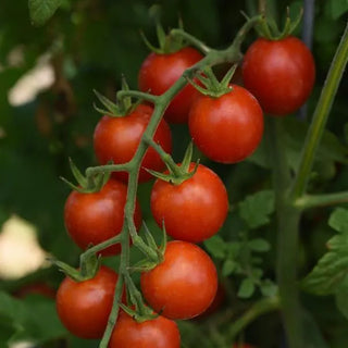 Solanum <br>TOMATO ARTEMIS