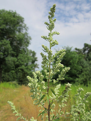 Artemesia lactiflora <br>WHITE MUGWORT