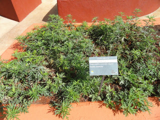 Artemesia vulgaris <br>MUGWORT, WORMWOOD