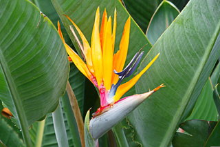 Strelitzia reginae <br>BIRD OF PARADISE YELLOW