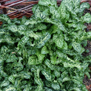 Calla italicum pictum <br>VARIEGATED ARUM LILY