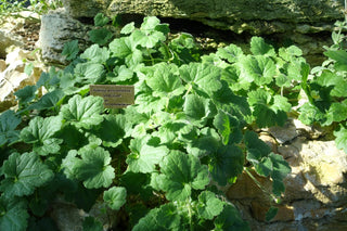 Asarina procumbens <br>CREEPING SNAPDRAGON, TWINING SNAPDRAGON