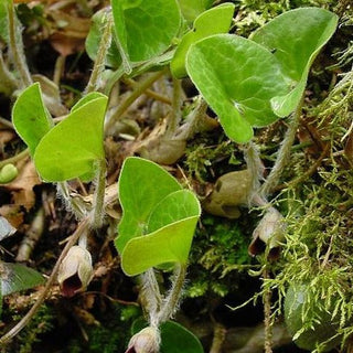 Asarum caulescens <br>WILD GINGER