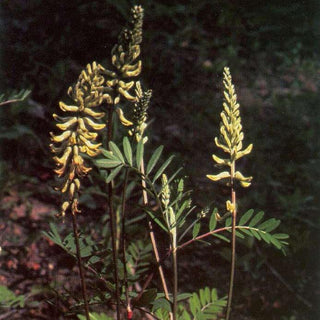 Astragalus canadensis <br>CANADA MILKVETCH