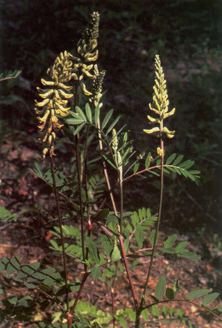 Astragalus canadensis <br>CANADA MILKVETCH