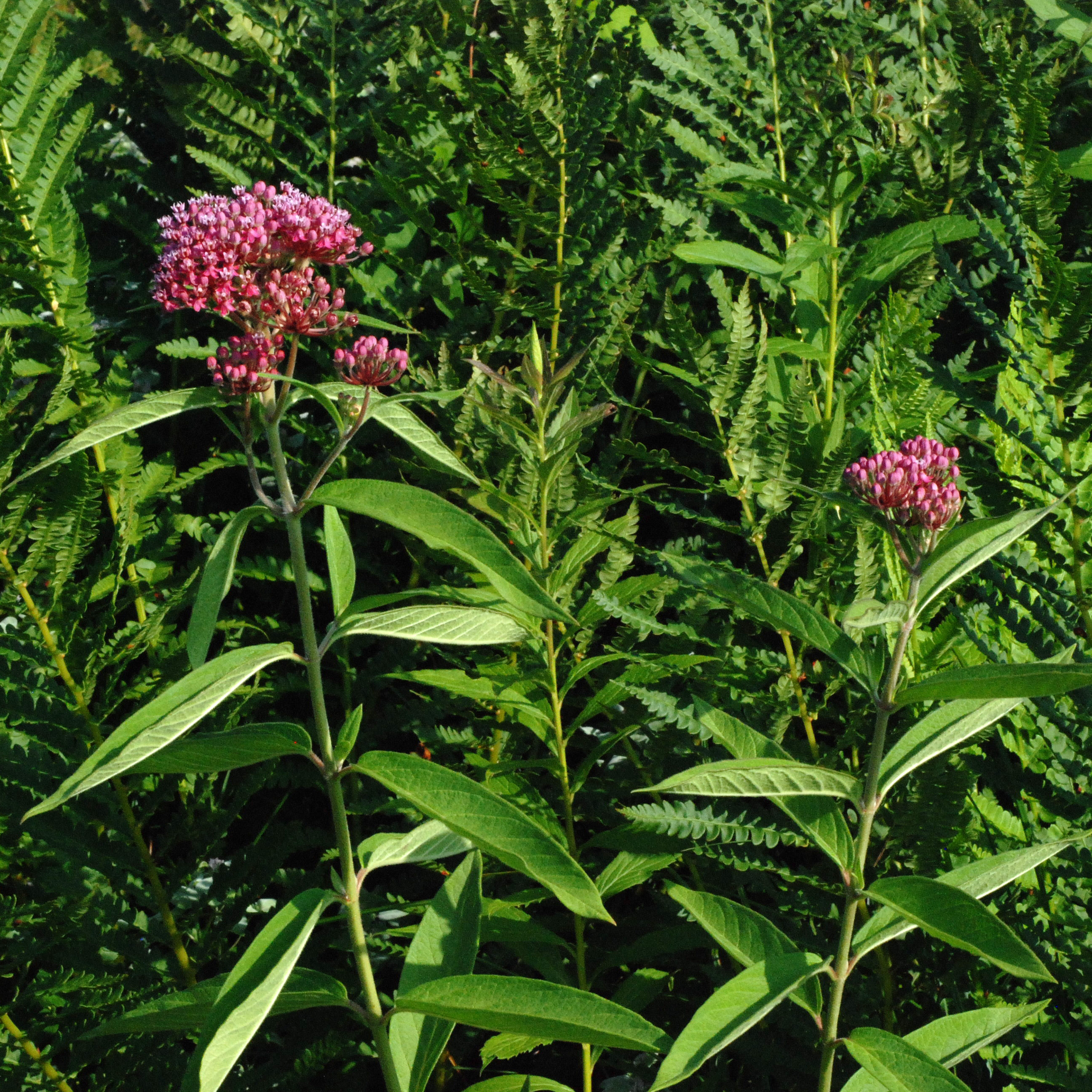 rose milkweed seeds Asclepias incarnata ROSE MILKWEED – Ferri Seeds