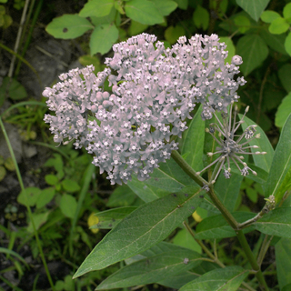 Asclepias incarnata <br>WHITE (ROSE) MILKWEED