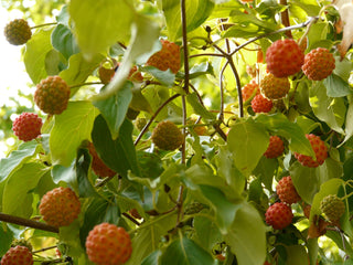 Cornus kousa chinensis <br>CHINESE DOGWOOD