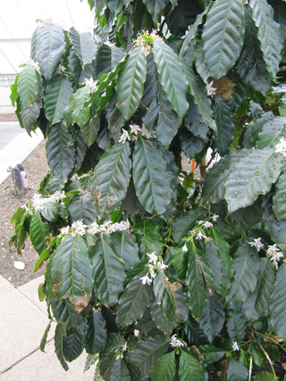 ORNAMENTAL DWARF COFFEE BEAN PLANT <br>Coffea arabica