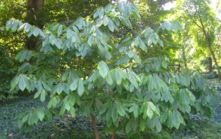 Asimina triloba <br>AMERICAN PAPAW FRUIT Paw Paw Tree