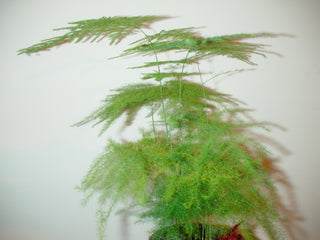 Plumosus setaceus plumosus nanus <br>ORNAMENTAL ASPARAGUS FERN, LACE FERN