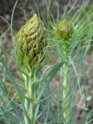 Asphodeline lutea <br>YELLOW ASPHODEL, KING'S SPEAR