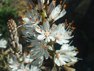 Asphodelus albus <br>WHITE ASPHODEL, KING'S SPEAR