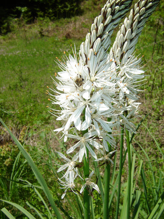 Asphodelus albus <br>WHITE ASPHODEL, KING'S SPEAR