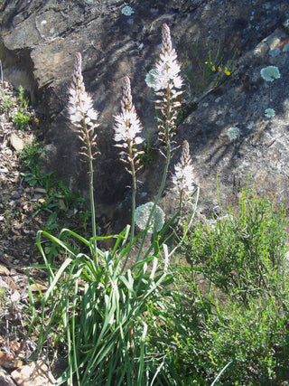 Asphodelus albus <br>WHITE ASPHODEL, KING'S SPEAR