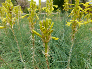 Asphodeline lutea <br>YELLOW ASPHODEL, KING'S SPEAR