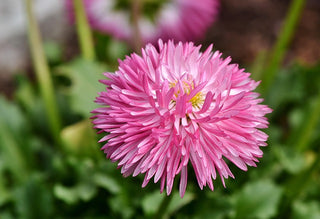 Callistephus chinensis <br>ASTER GIANT POMPOM MIX