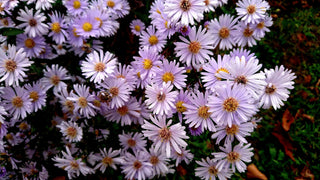 Symphyotrichum, Aster novi-belgii <br>MIX WILD ASTER