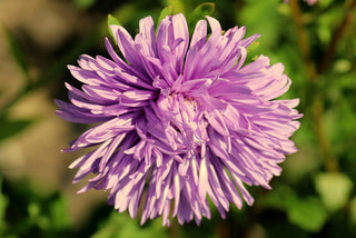Callistephus chinensis <br>ASTER GIANT POMPOM MIX