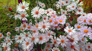 Symphyotrichum, Aster novi-belgii <br>MIX WILD ASTER