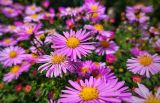 Aster alpinus <br>ASTER ALPINE PINK