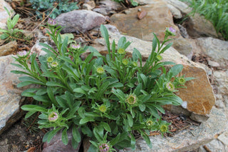 Aster alpinus <br>ASTER ALPINE MIXED COLOURS