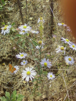 Kalimeris incisa <br>JAPANESE ASTER, BLUE STAR