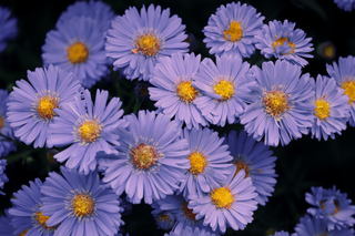 Aster alpinus <br>ASTER ALPINE 'GOLIATH'