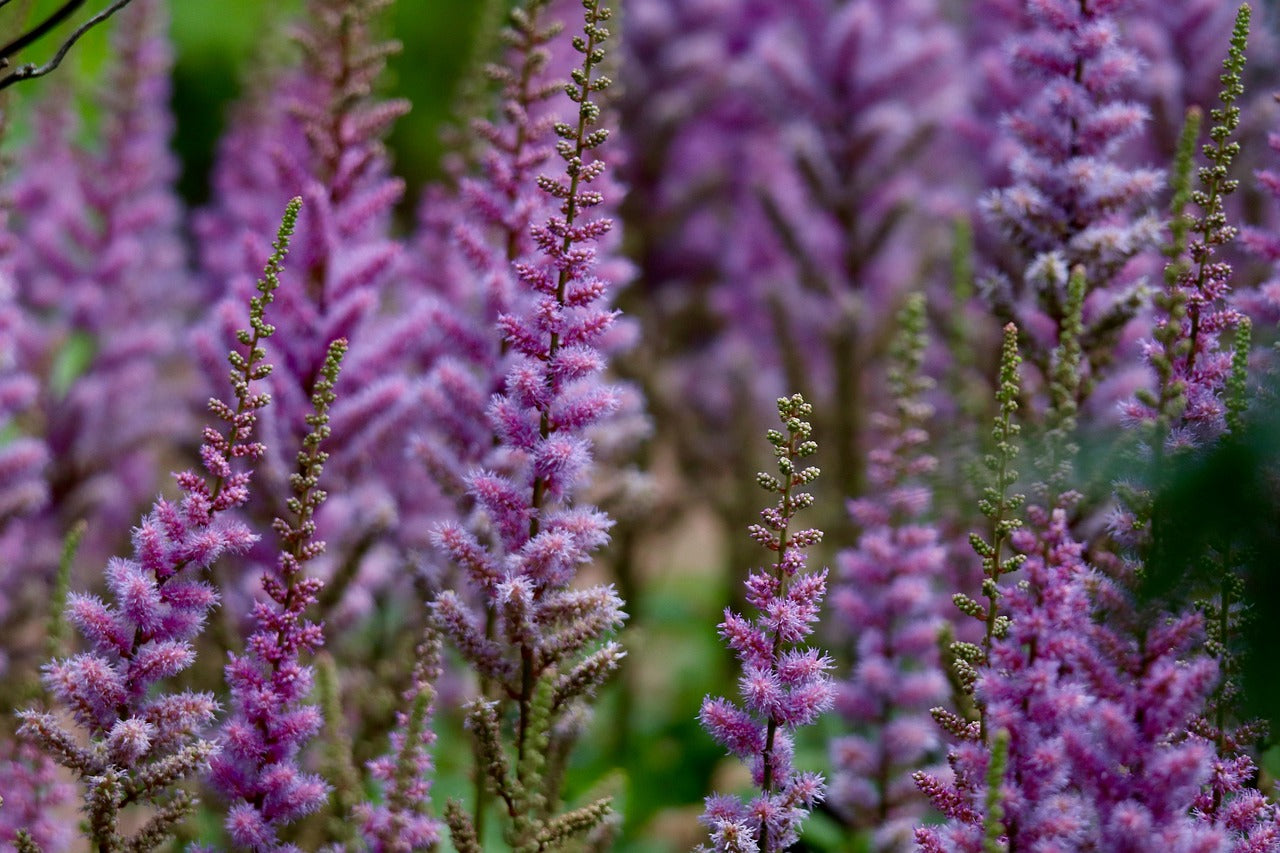 lavender astilbe plant Astilbe taquetii TALL PURPLE ASTILBE – Ferri Seeds
