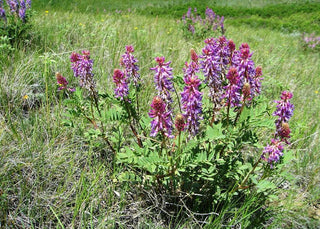 Astragalus crassicarpus <br>GROUND PLUM