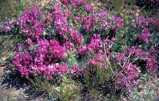 Astragalus crassicarpus <br>GROUND PLUM