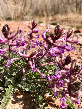 Astragalus crassicarpus <br>GROUND PLUM