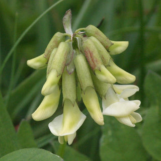 ASTRAGALUS Membranaceus