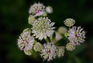 Astrantia major <br>GREATER MASTERWORT, GREAT MASTERWORT