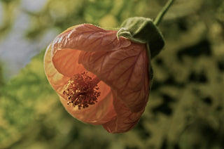 Abutilon striatum <br>FLOWERING MAPLE MIX, LARGE VEINED
