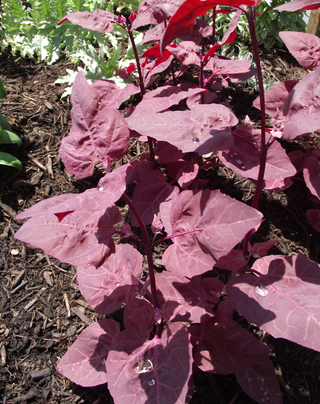 Atriplex hortensis rubra <br>RED MOUNTAIN SPINACH <br>Organic