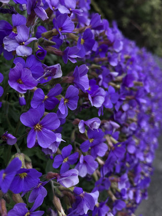 Aubrieta <br>ROYAL BLUE ROCK CRESS