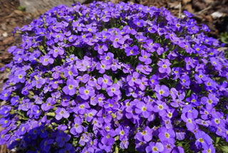 Aubrieta <br>PURPLE ROCK CRESS