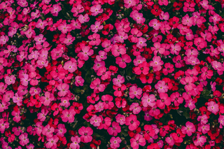 red rock cress
