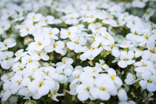 aubrieta white rock cress