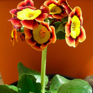 Primula pubescens <br>PRIMROSE