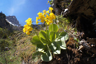 Primula auricula alpina <br>ALPINE PRIMULA