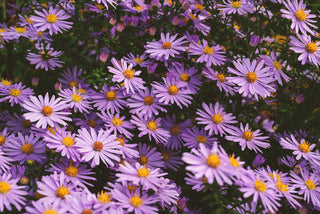 Symphyotrichum, Aster novi-belgii <br>MIX WILD ASTER