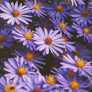 Aster turbinellus, Aster turbinellum <br>ASTER TURBINATE