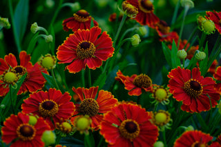 Helenium autumnale <br>SNEEZEWEED RED SHADES