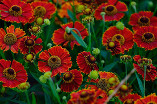 Helenium autumnale <br>SNEEZEWEED RED SHADES