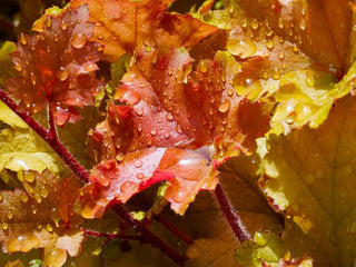 Heuchera <br>MIXED COLOURS CORAL BELLS