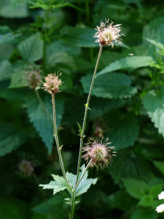 Geum rivale <br>WATER AVENS