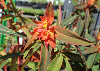 FIREGLOW EUPHORBIA <br>Euphorbia griffithii